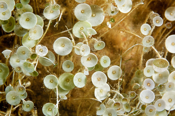 O close-up de algas Acetabularia no mar Adriático perto da ilha de Hvar, Croácia - Foto, Imagem