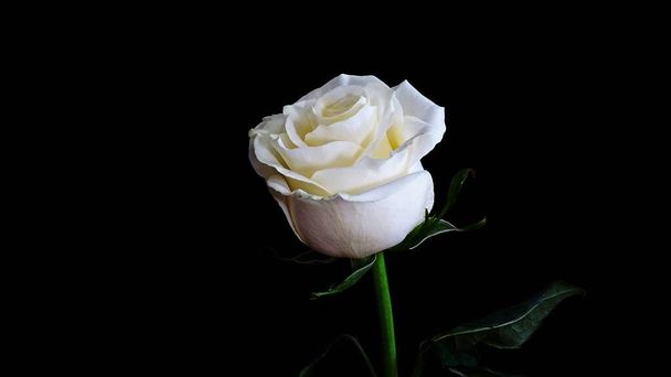 Delicate white rose on a black background. - 写真・画像