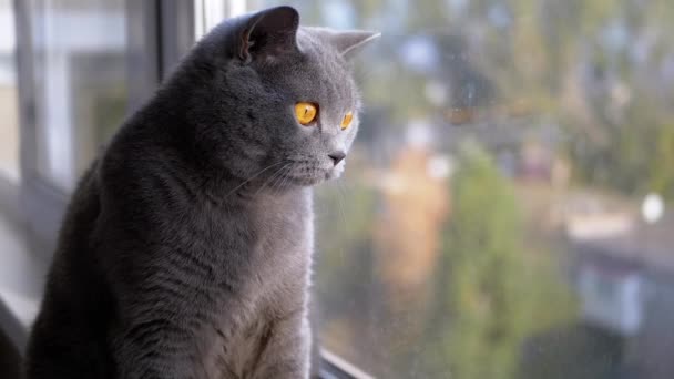 Ritratto Bella Gatto inglese grigio con orecchie dritte sta guardando fuori dalla finestra - Filmati, video