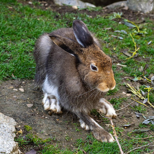 Горный заяц, Lepus timidus, также известный как белый заяц с каштановыми волосами летом - Фото, изображение