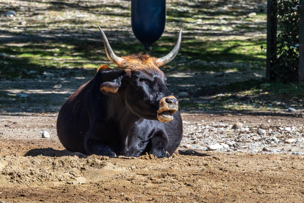 Велика рогата худоба, Бос-приміньйон-тавр, стверджувала, що нагадує вимерлі вуха
. - Фото, зображення