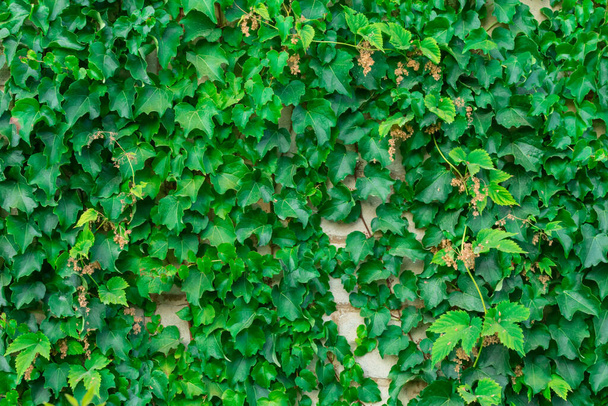 緑のツタがレンガの壁に残っています。ツタの葉から緑の自然背景. - 写真・画像