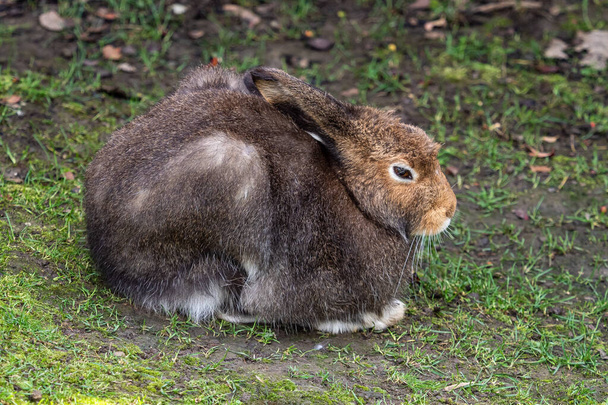 山のウサギ、レプス・ティミドゥス、夏に茶色の髪の白いウサギとしても知られています。 - 写真・画像