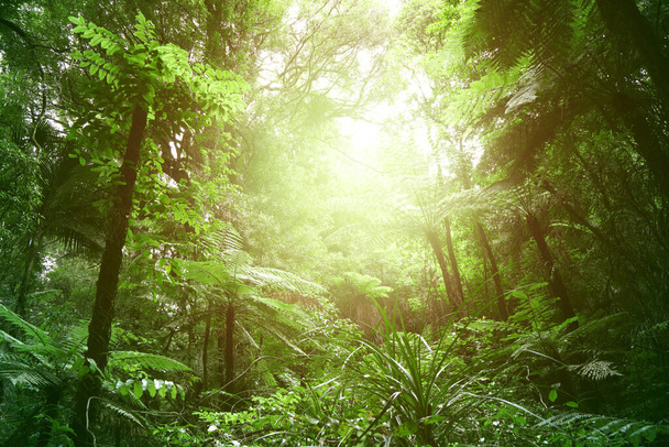 Canopy de árboles en la selva tropical  - Foto, Imagen