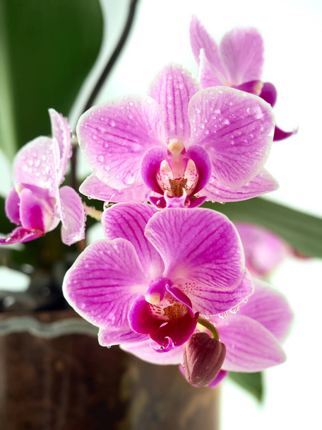Hermosa flor de orquídea tropical en maceta. - Foto, imagen