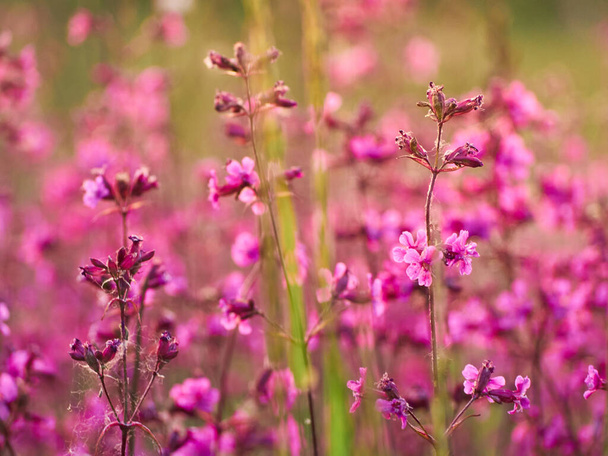 Pink flowers in warm light in the field. - Photo, Image