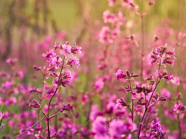 Pink flowers in warm light in the field. - Photo, Image