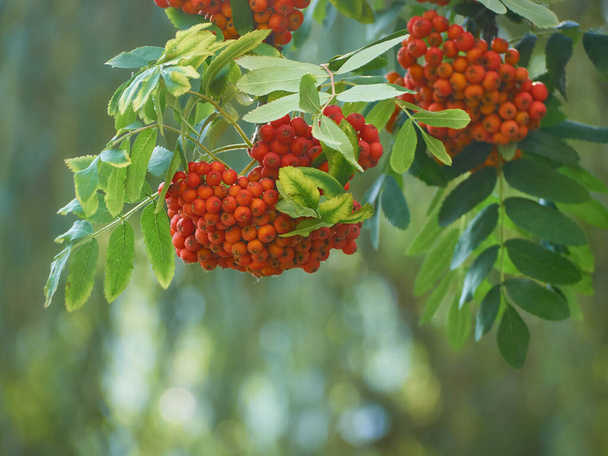 Red rowan on a branch - Photo, Image