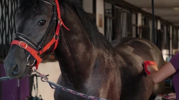 expensive blooded stallion in stable, groom is brushing animal body - Footage, Video