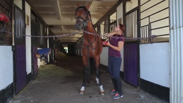 Nainen puhdistus täysiverinen hevonen seisoo vakaa - Materiaali, video