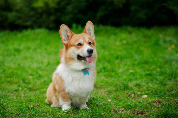 A welsh corgi named Austin sits on a green lawn and waits for a command. The dog stuck out its tongue impatiently. Close up photoshoot outdoors in spring. - Foto, imagen