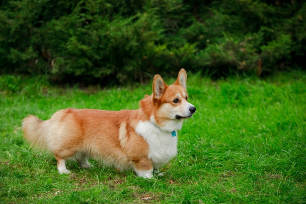 A dog of the Welsh Corgi Pembroke breed with a sad look stands on the lawn and looks ahead. The dog is red and white in color, with a beautiful golden coat. Full length side view. Close up. - Foto, imagen