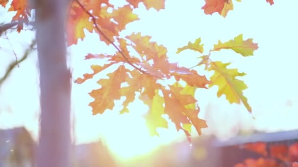 Dubová větev s pomerančovými listy v lese na podzim. Chladné období na pozadí přírody. pohled zblízka. Zpomalené záběry. Video - záběr. - Záběry, video