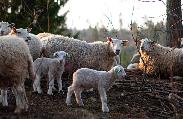 Um grupo de ovelhas velhas e jovens.. - Foto, Imagem