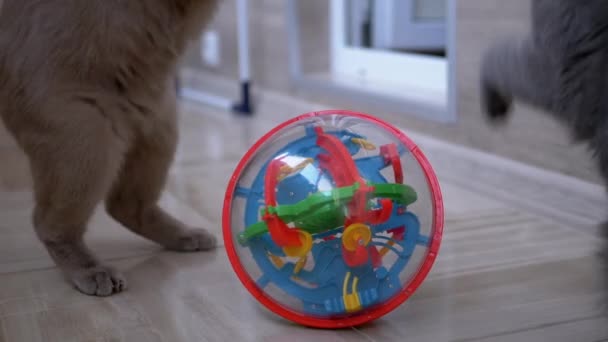 Две симпатичные серые британские домашние кошки кусают, бьют, атакуют, играют с мячом - Кадры, видео