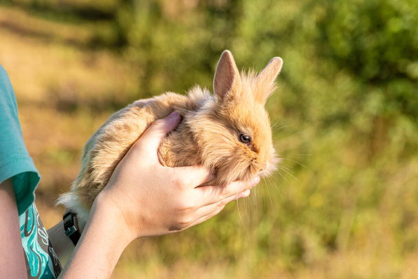 Woman holding cute fluffy rabbit, closeup. Selective focus. Sawe animals concept. - Fotografie, Obrázek