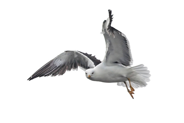 Isolated flying seagull. Lesser Black-backed Gull (Larus fuscus). - Photo, Image