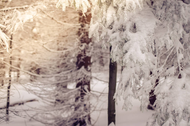 χειμερινή ώρα γεμάτη χειμερινά σπορ και αδρεναλίνη - Φωτογραφία, εικόνα