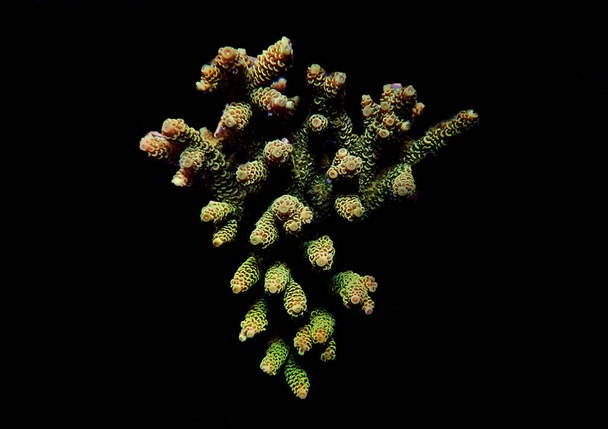 Απομονωμένη εικόνα του Acropora coral.Acropora είναι ένα γένος μικρών πολύποδων πετρώδη κοράλλια. - Φωτογραφία, εικόνα
