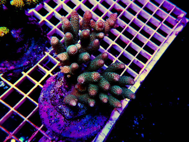 Izolovaný obraz korálu Acropora.Acropora je rod malých polyp kamenných korálů. - Fotografie, Obrázek