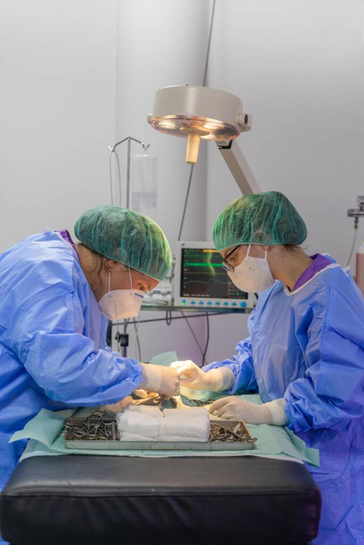 Two veterinary surgeons performing an operation on a cat - Photo, Image
