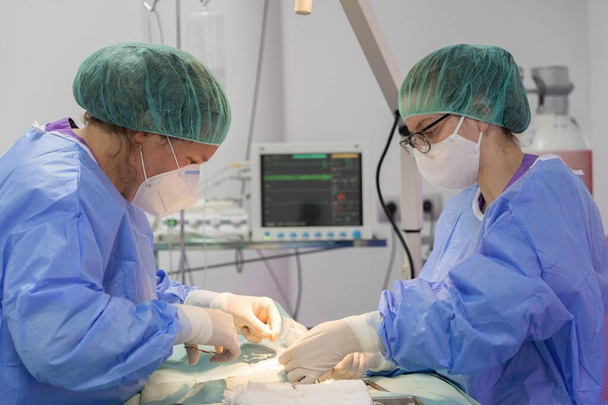 Два ветеринарных хирурга выполняют операцию на кошке - Фото, изображение