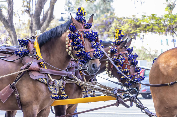 Andalusialaiset hevoset huhtikuun messuilla, Sevillan messuilla (Feria de Sevilla), Andalusia, Espanja - Valokuva, kuva