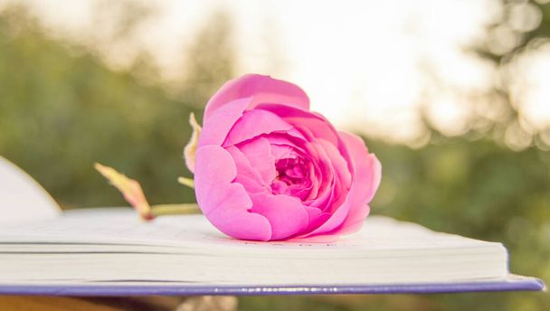 Gros plan d'une fleur rose douce sur un bloc-notes ouvert sur un fond de jardin naturel vert flou. - Photo, image
