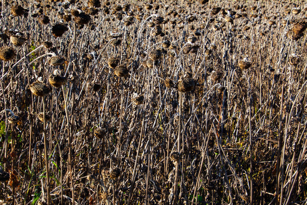 Trockenes Sonnenblumenfeld im Herbst als Hintergrund - Foto, Bild
