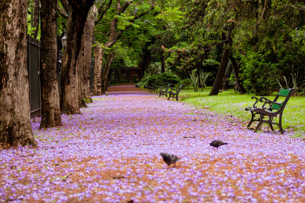 Droga pokryta liliowymi kwiatami drzewa Jakaranda w listopadzie w Buenos Aires. - Zdjęcie, obraz