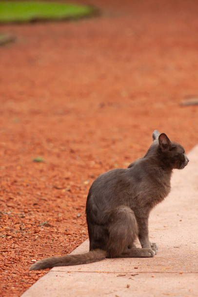 Chat gris assis sur le bord d'un chemin dans un carré. - Photo, image
