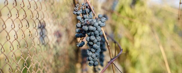 Wino lodowe. Najsłodsze wino pochodzi z winogron rozdrobnionych winorośli po pierwszym mrozie. Uwiędnięte ciemnożółte liście winogron jesienią po pierwszej zimnej pogodzie. Koncepcja zbiorów - Zdjęcie, obraz