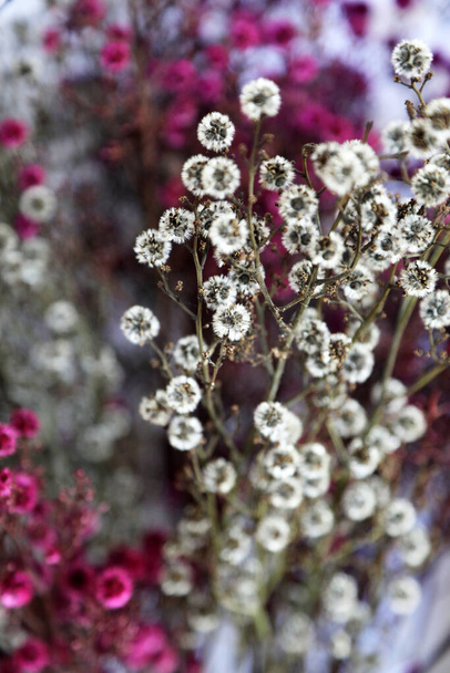 Delicati fiori nativi australiani rosa e bianchi - Foto, immagini