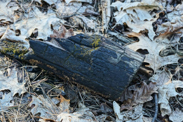 part of a piece of black charred wooden log lies on dry brown fallen leaves in nature - Photo, Image