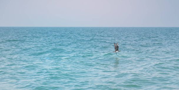 Белая чайка, летящая над совершенным чистым голубым небом над морем, и готовиться к плаванию на уровень моря для еды рыбы.  - Фото, изображение