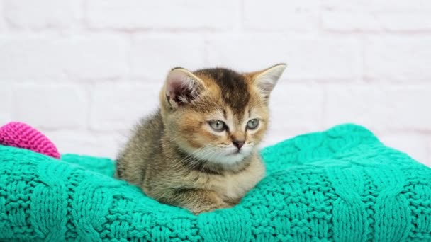 roztomilé kotě skotské zlaté chinchilla rovné plemeno, kočka usne sedí - Záběry, video
