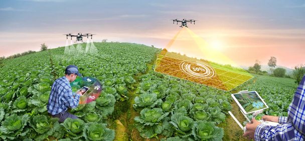 Панорамне сільське господарство літає, щоб розпорошити добриво на полі Каббіджа. Розумний фермер використовує дрон для різних галузей, таких як аналіз досліджень, технологія сканування місцевості, концепція розумних технологій.  - Фото, зображення