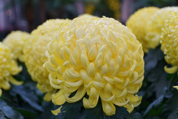 Keltainen väri epäsäännöllinen syntyä äiti 'kuninkaan ilo' kukka täydessä kukassa - Valokuva, kuva