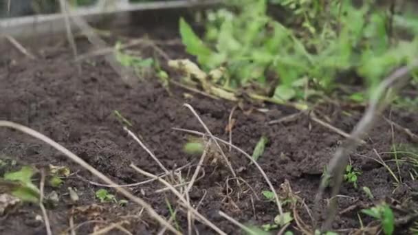 El proceso de tirar de las plantas del suelo en una cama de jardín en cámara lenta - Metraje, vídeo