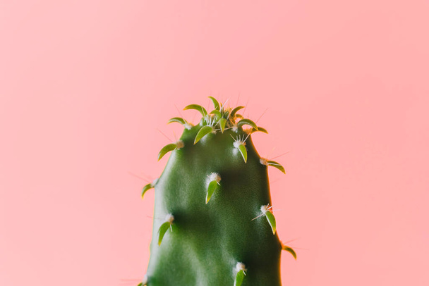 Close-up flat green cactus on a pink background. Minimal decoration plant on color background with copy space. Joyful color and stylish summer fine art for print and web design. - Photo, Image