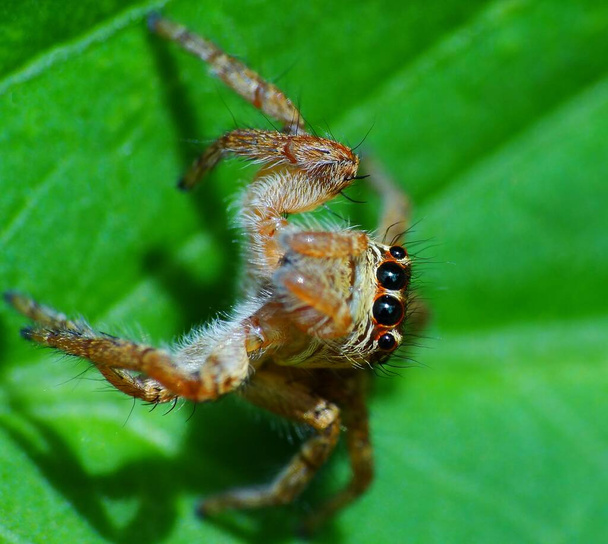 Las arañas son artrópodos respiratorios de aire que tienen ocho patas, colmillos generalmente capaces de inyectar veneno y hileras que extruyen seda. Son el orden más grande de arácnidos y ocupan el séptimo lugar en la diversidad total de especies entre todos los órdenes de organismos. - Foto, Imagen