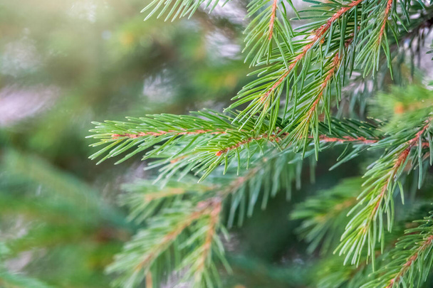 Green fir branches in winter at sunset. Branches of fir tree as background, closeup. Christmas background - Foto, imagen