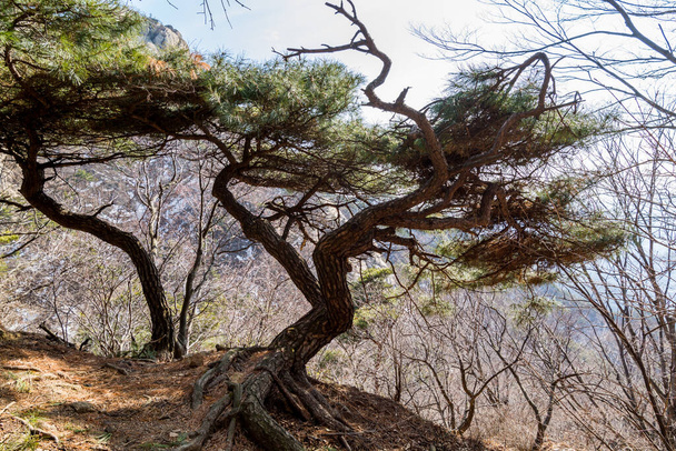 Dennenboom groeit aan de top pf Bukhansan Mountain National Park in Soeul, Zuid-Korea - Foto, afbeelding