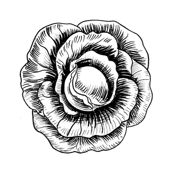 Cabbage head vegetable. Ink black and white drawing - Fotoğraf, Görsel