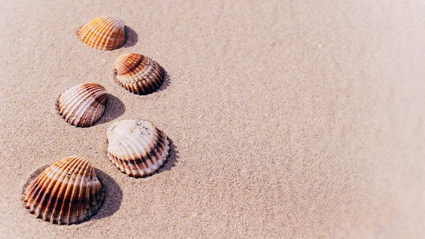 Padrão de conchas. Seashells, estrelas-do-mar no fundo da praia do oceano de areia. Praia exótica com espaço de cópia - Foto, Imagem