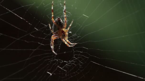 Αράχνη σε έναν ιστό - Πλάνα, βίντεο