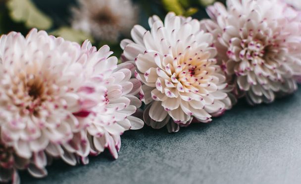 De takken van een bloeiende chrysant liggen op een grijze achtergrond. Snijbloemen. Vintage stijl. Kopieerruimte  - Foto, afbeelding