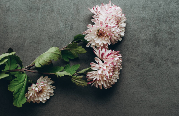 De takken van een bloeiende chrysant liggen op een grijze achtergrond. Snijbloemen. Vintage stijl. Kopieerruimte  - Foto, afbeelding
