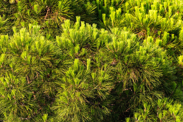 Close-up of pine branches. Nature background concept. - Photo, Image