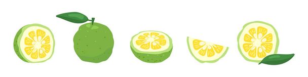 Grüne Yuzu japanische Zitronenfrucht Vektor Illustration Set isoliert auf weißem Hintergrund. - Vektor, Bild